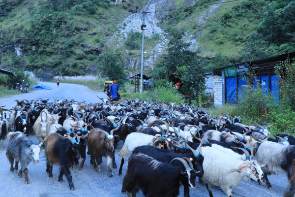 दसैँका लागि बजार झरे लेकाली भेडाच्याङ्ग्रा