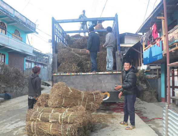 चिराइतो नबिक्दा किसान चिन्तित