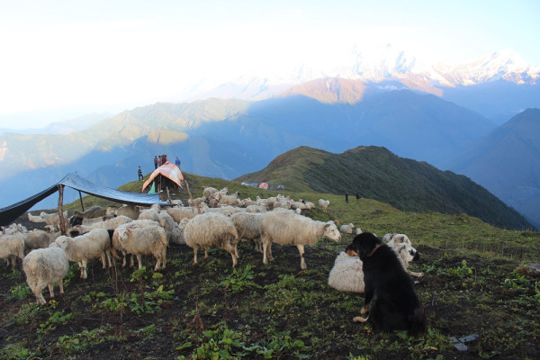 घुम्ती गोठको सुरक्षाका लागि कुकुर पाल्ने चलन