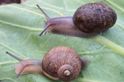 घुँगीका लागि प्रेमिकाको खोजी