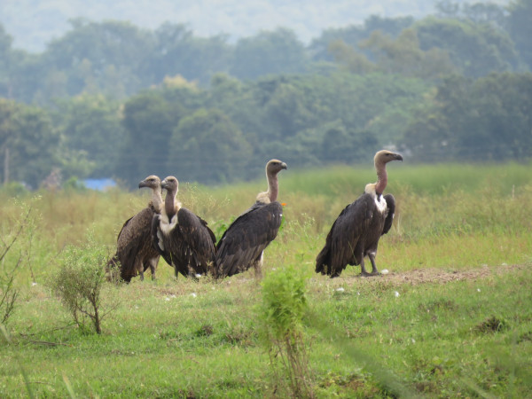 गिद्धको सङ्ख्या बढ्दै, संरक्षणकर्मी उत्साहित