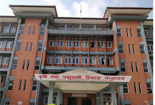 बेमौसमी वर्षाका कारण यो वर्ष पनि कृषि उत्पादन घट्ने