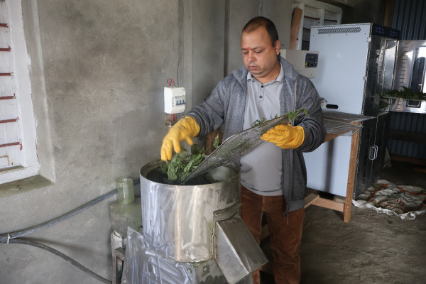 तेह्रथुममा सिस्नो प्रशोधन सुरु, सुपरमार्केटहरूको माग धान्नै मुस्किल