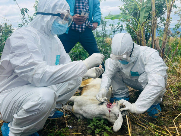 सुदूरपश्चिममा रेबिज सङ्क्रमण बढ्दो, नियन्त्रणमा चुनौती