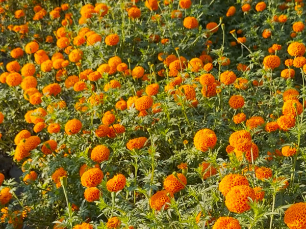 सामूहिक सयपत्री फूलखेतीमा महिला