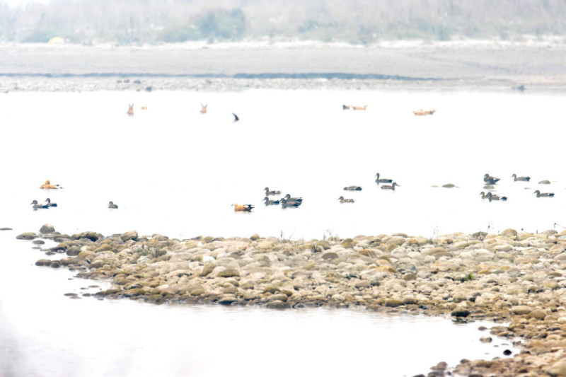 नदी, बगर र पखेटाबीच नारायणीको जाडो