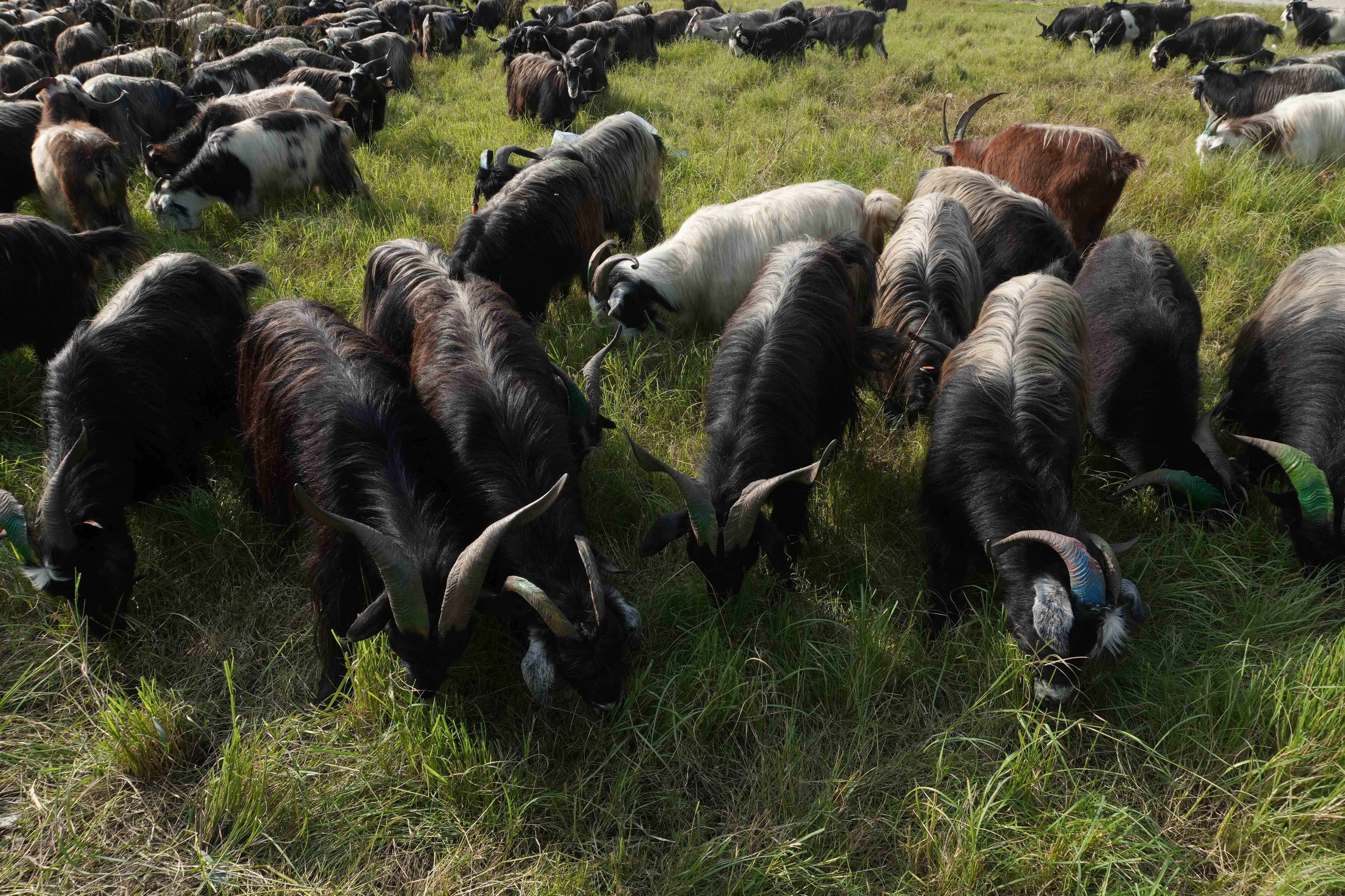 वडा सदस्यलाई जिम्मेवारी हस्तान्तरण गरेर वडाध्यक्ष हिँडे च्यांग्रा बेच्न