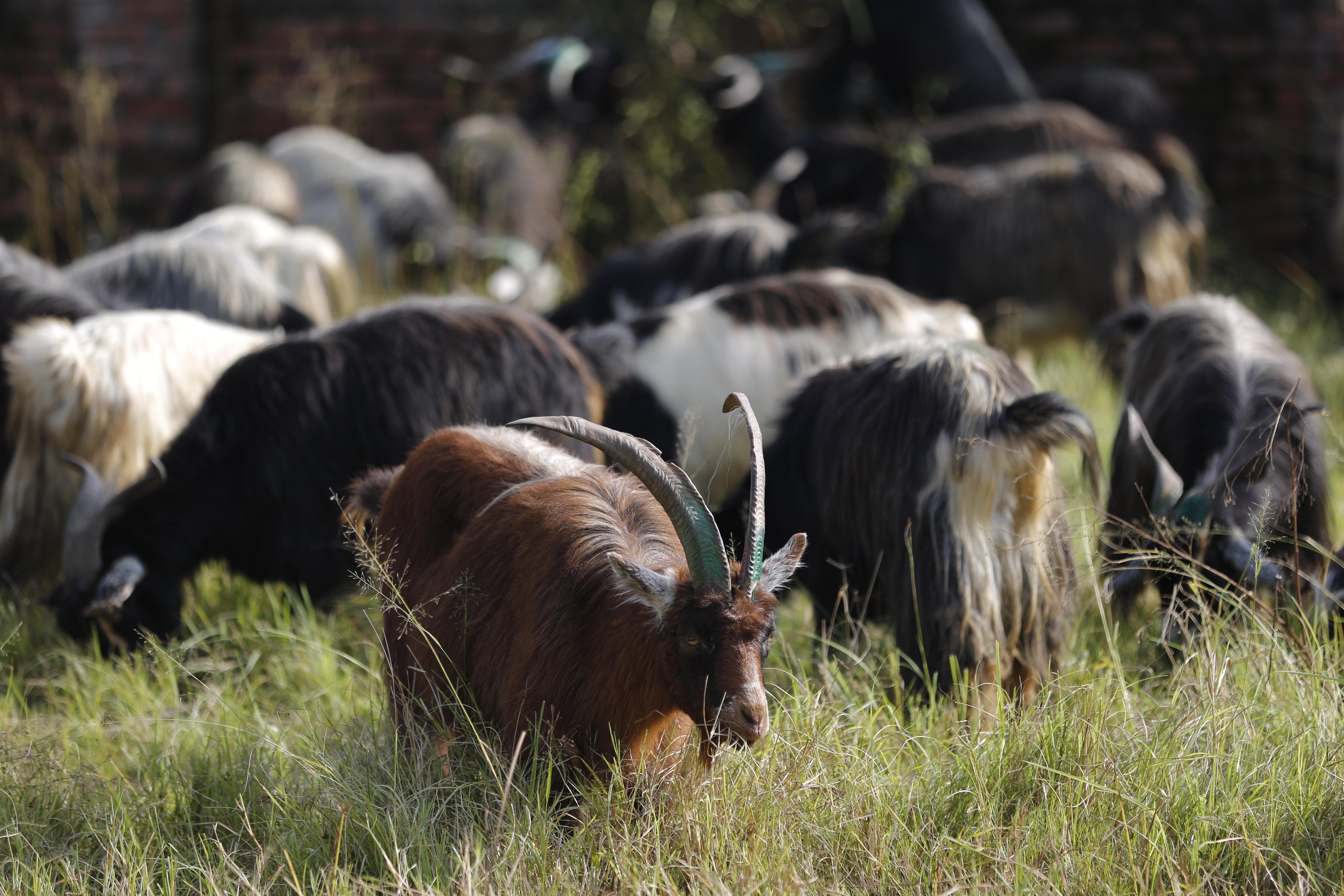 च्याङ्ग्रा व्यापारीको दुःख : दसैँ खर्च जोहो गर्न डोल्पादेखि बागलुङ
