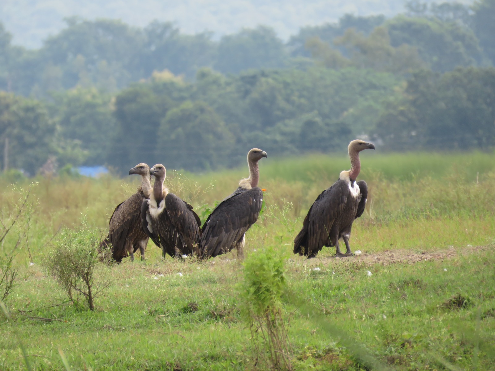 गिद्धको सङ्ख्या बढ्दै, संरक्षणकर्मी उत्साहित