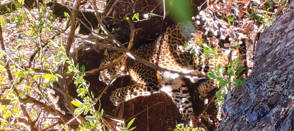 पासोमा चितुवा