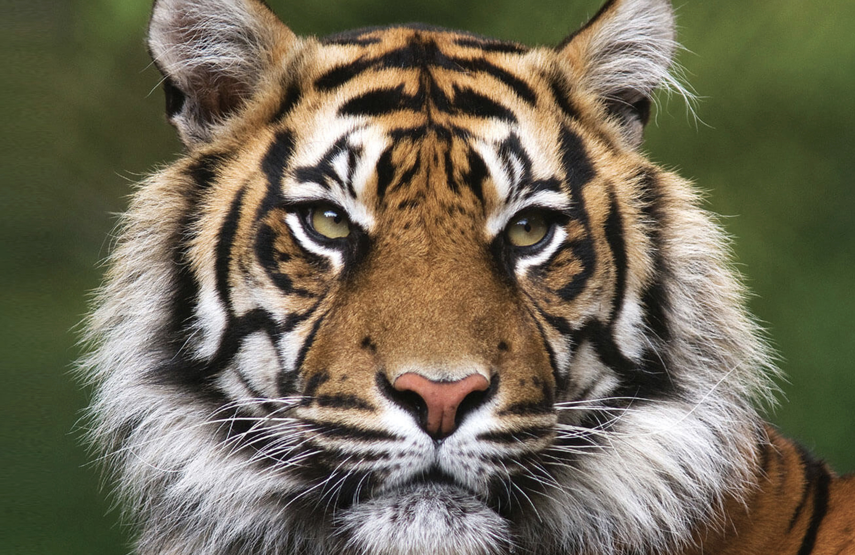 नियन्त्रणमा नरभक्षी बाघ