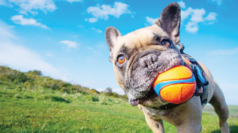 कुकुर हाम्रा प्यारा कसरी बने