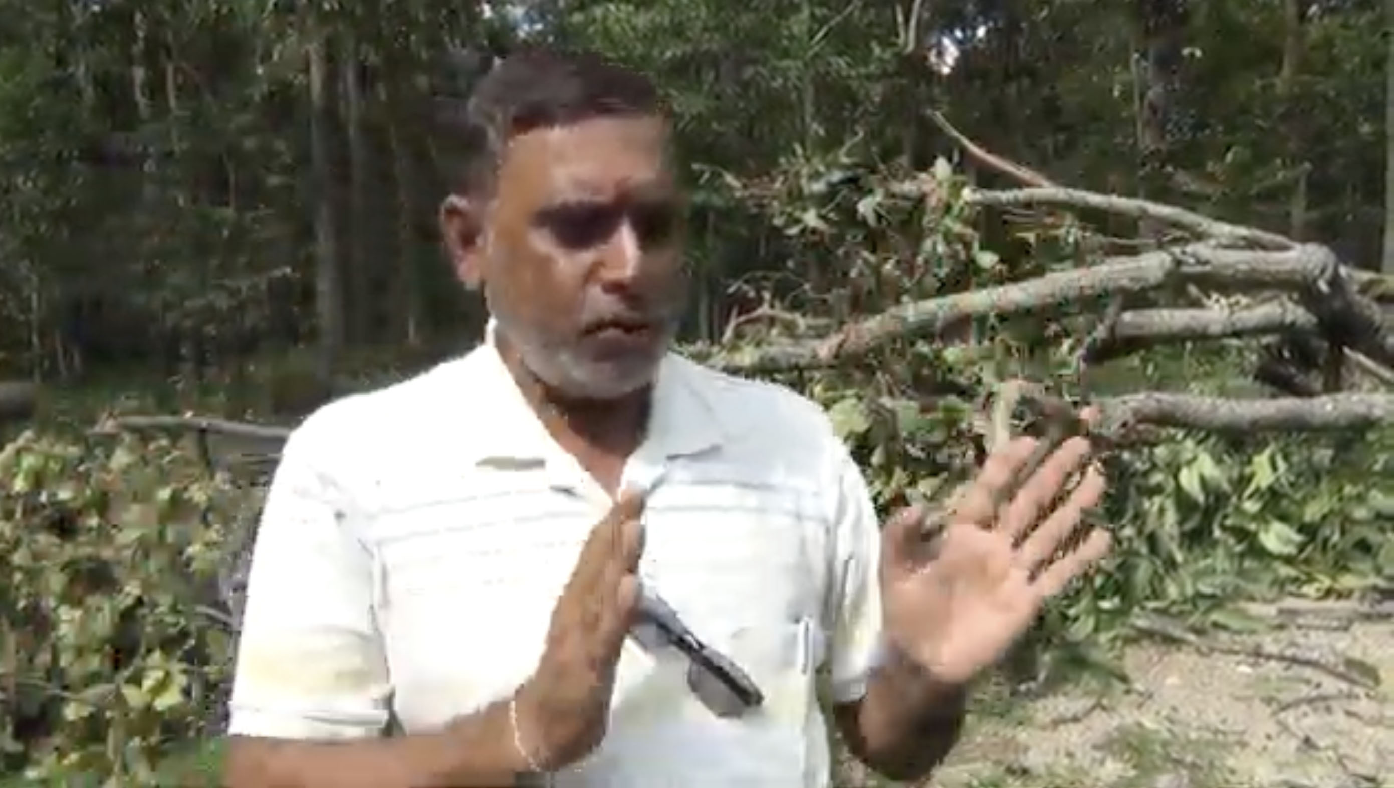 जेनजी आन्दोलनको समयमा दुई सयभन्दा बढी सालका रुख काटिए