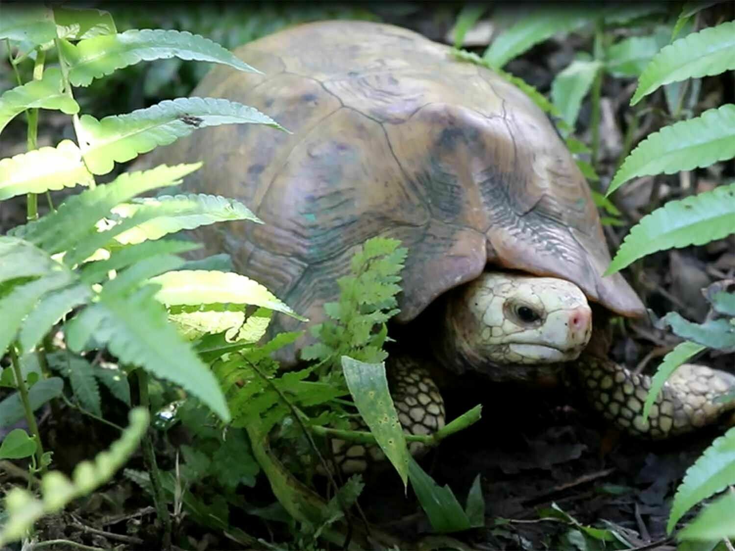 ‘जेनजी’ प्रदर्शनका क्रममा दुर्लभ कछुवा समेत चोरी