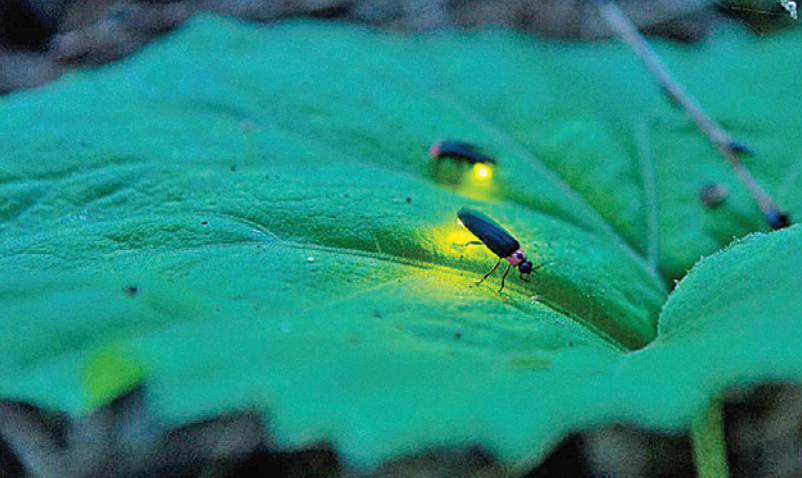 जोगाऔ जूनकिरी